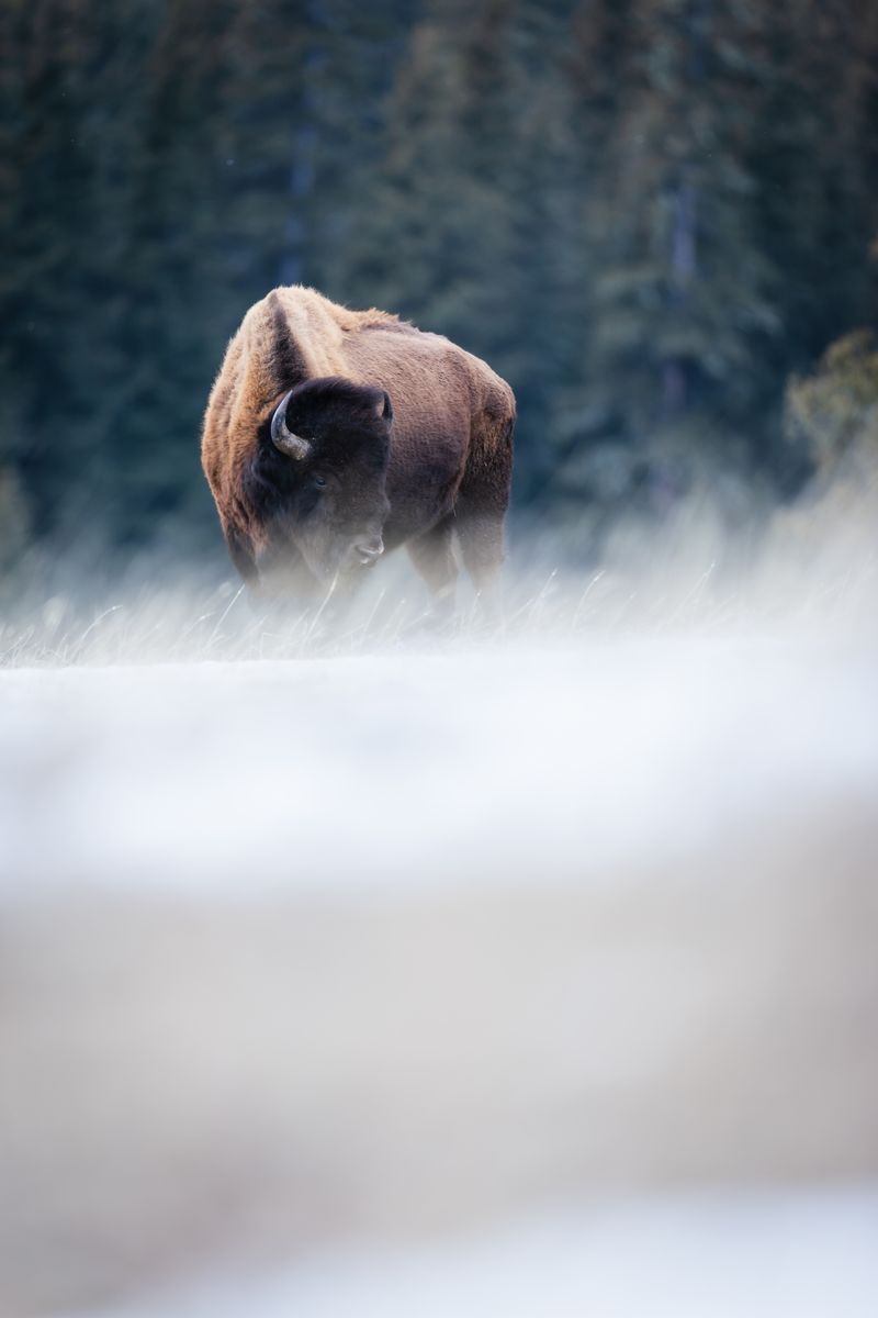 Yellowstone