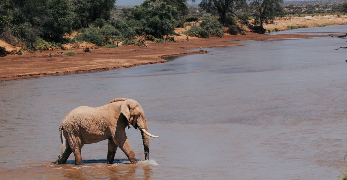 Elefante cruzando un río en Kenia