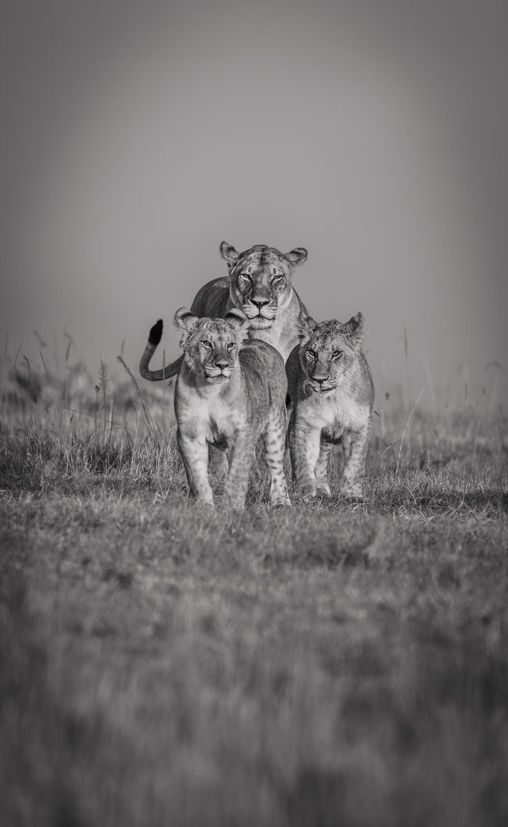 Leonas en blanco y negro
