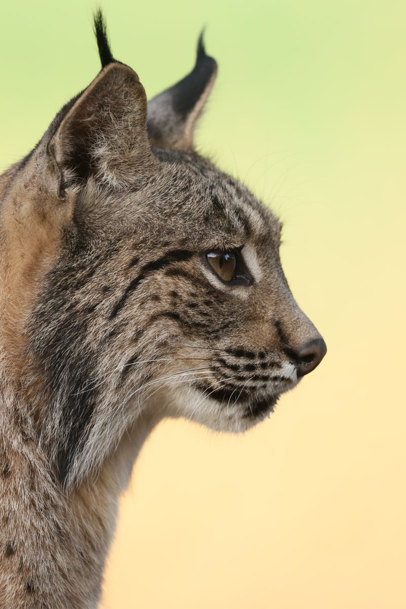 Lince ibérico