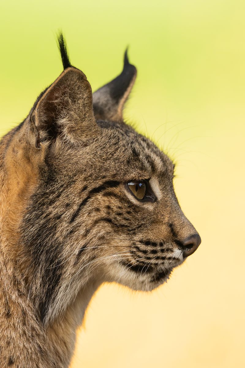 Lince ibérico · España