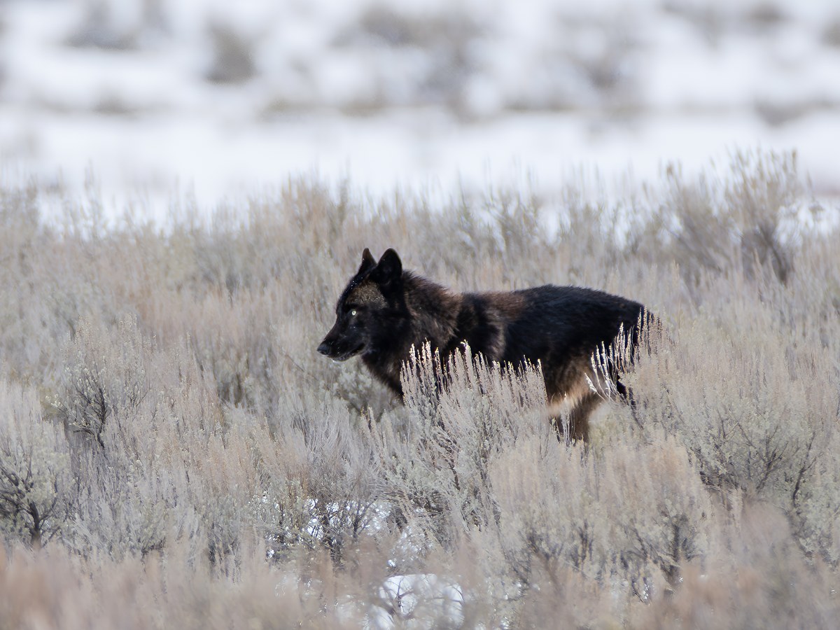EE. UU. · Yellowstone