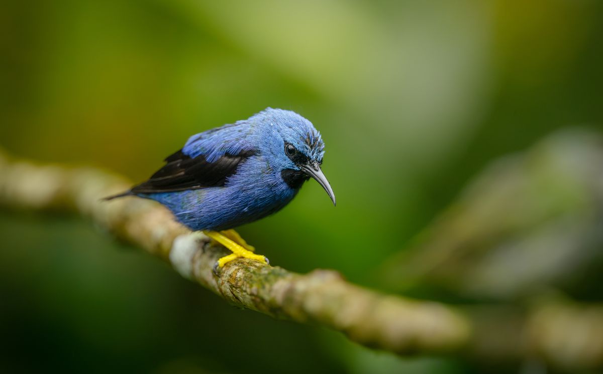 Mielero luciente · Costa Rica