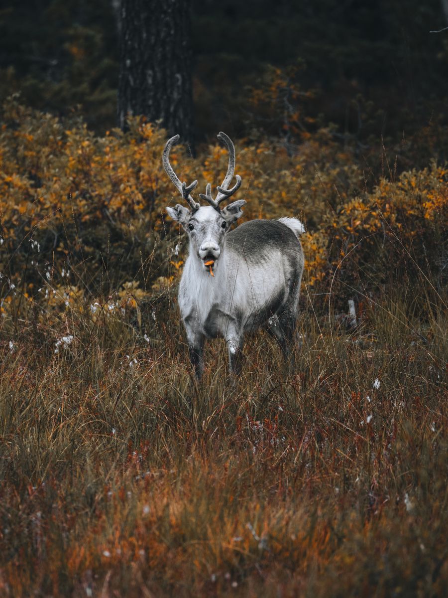 Noruega